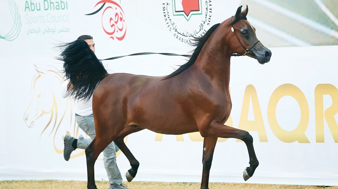 7 تشريعات و4 ضوابط جديدة من الإيكاهو لمسابقات جمال الخيول العربية - الكنوز المصرية