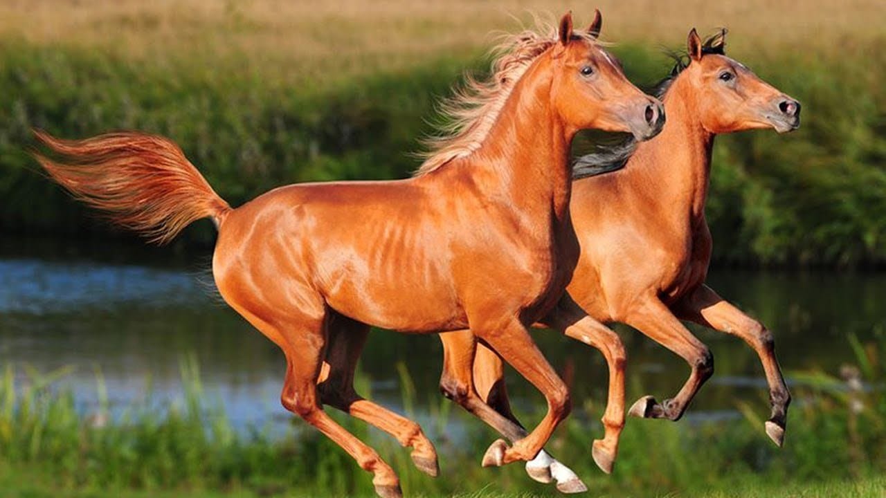 ما هي أجمل الخيول العربية : اقرأ - السوق المفتوح