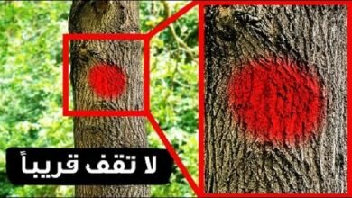 صورة إذا رأيت هذا اللون على شجرة فلا تتردد في ركن سيارتك بعيداً.. والسبب صادم.. شاهد