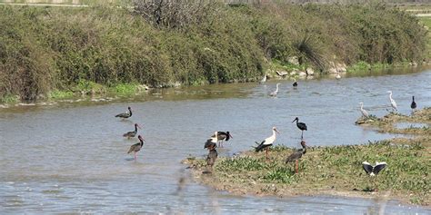 انذار انقراض الطيور في دلتا نهر الكيزيليارماك، تحدي مع تغير المناخ. TV100 يحذر من خطر انقراض الأنواع النادرة وتأثيره على الزراعة.