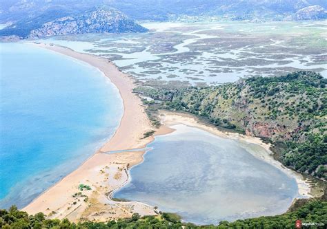 إطلاق أربع سلاحف بحرية بعد علاجها في موغلا، تركيا، بحضور نشطاء بيئيين لدعم الحفاظ على البيئة وسلاحف البحر المهددة.